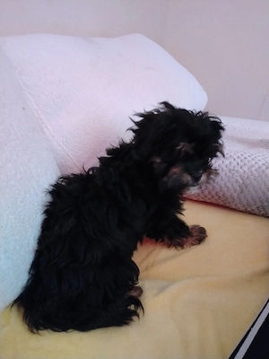 De vanzare catel metis yorkshire terrier si bichon maltez  - imagine 2