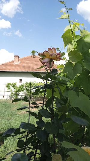 Vănd casă zonă centrală, eventual cu clauză de întreținere