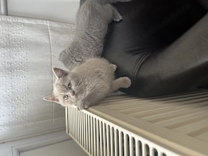 Pui British Shorthair  - imagine 4