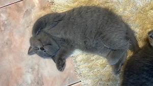 Pui British Shorthair  - imagine 5
