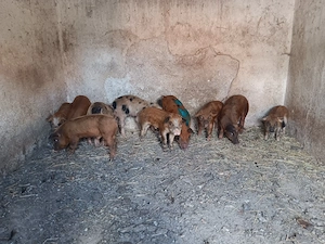 Purcei de vanzare