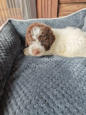 Lagotto romagnolo baiat disponibil  - imagine 2
