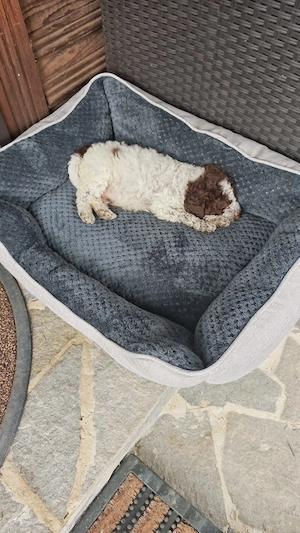 Lagotto romagnolo baiat disponibil  - imagine 3