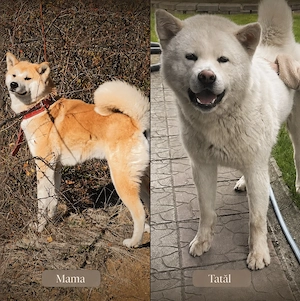 Pui Akita Inu - imagine 3