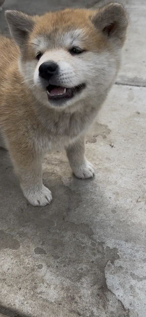 Pui Akita Inu - imagine 5