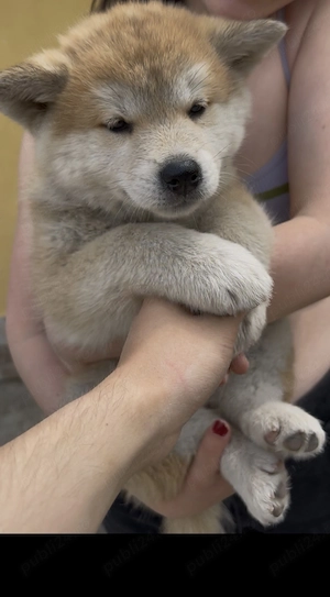 Pui Akita Inu - imagine 4