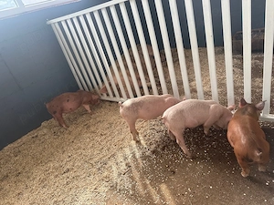 porci de vanzare vaccinati,deparazitati,marele alb duroc landrace - imagine 2