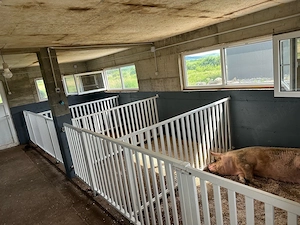 porci de vanzare vaccinati,deparazitati,marele alb duroc landrace