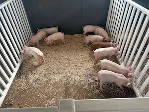 porci de vanzare vaccinati,deparazitati,marele alb duroc landrace - imagine 4