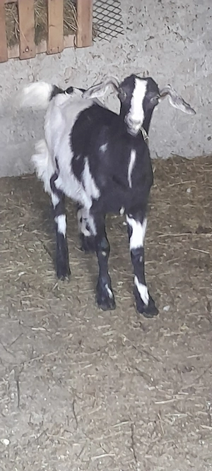 Vind iada de 5 luni din capra bună de lapte