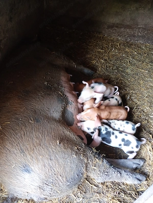 Scroafa duroc cu 7 purcei la prima fătare  - imagine 4