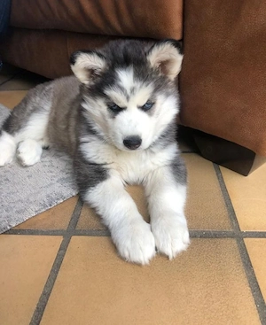 Husky baetel si fetiță  - imagine 2