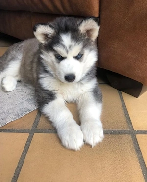 Husky baetel si fetiță  - imagine 3