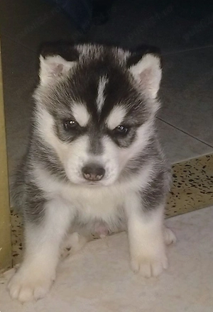 Husky baetel si fetiță 