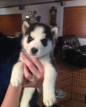 Husky foarte jucăuș 