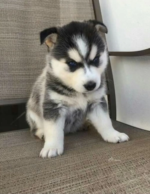 Husky foarte jucăuș  - imagine 2
