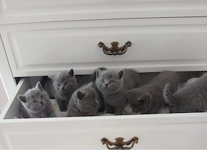 Pisici british shorthair - imagine 4