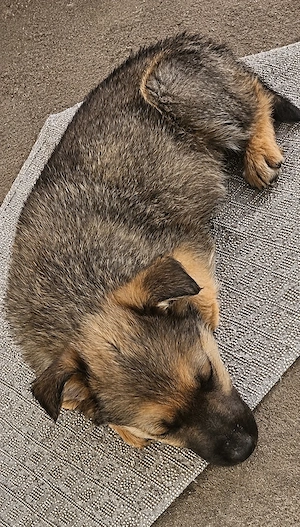 Donez puișori de Belgian Malinois (metis) - imagine 3