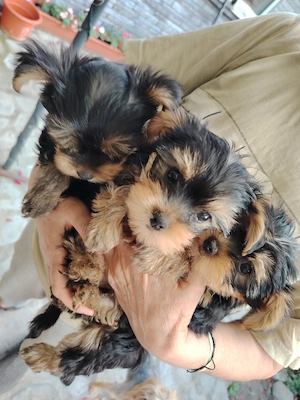 Vand pui de Yorkshire Terrier - imagine 2