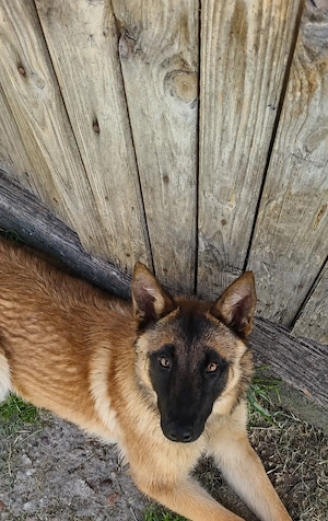 Donez puișori de Belgian Malinois (metis) - imagine 4