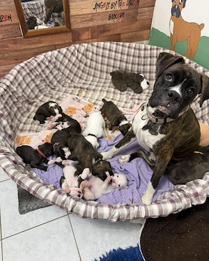 Descoperă încă de astăzi bucuria de a avea un micuț pufos care îți umple inima de fericire - imagine 4