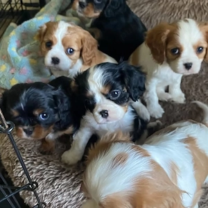 Vino să descoperi dragostea pe care ți-o oferă puii noștri sănătoși de rasă Cavalier King Charles  - imagine 2