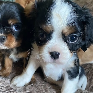 Vino să descoperi dragostea pe care ți-o oferă puii noștri sănătoși de rasă Cavalier King Charles  - imagine 3