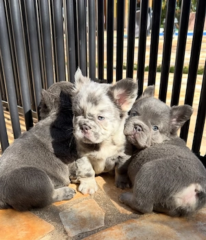 Pui de bulldog francez adorabili, sănătoși și drăguți, disponibili acum - imagine 2
