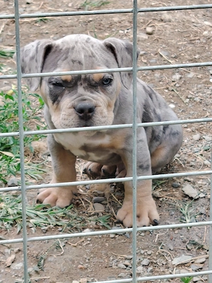 american bully pocket - imagine 4