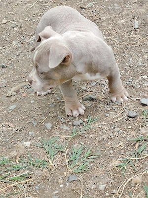 american bully pocket - imagine 3