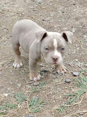 american bully pocket - imagine 2