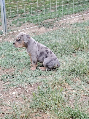 american bully pocket - imagine 5