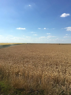 Vand 103 Ha Teren Agricol compact in Judetul Timis - imagine 9