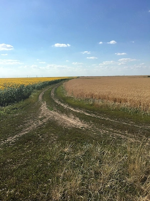 Vand 103 Ha Teren Agricol compact in Judetul Timis - imagine 8
