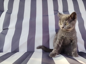 Vand pisoiasi de rasă, mama Scotish și tatăl British Shorthair Shorthair - imagine 2