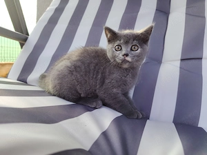 Vand pisoiasi de rasă, mama Scotish și tatăl British Shorthair Shorthair - imagine 4