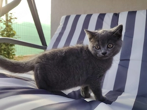 Vand pisoiasi de rasă, mama Scotish și tatăl British Shorthair Shorthair - imagine 3