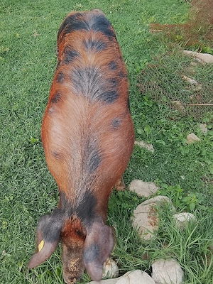 purcea de vânzare scoarța 