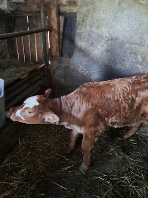Vand vaca cu sau fara vitica - imagine 2