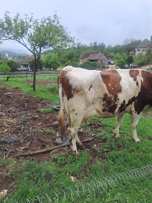 Vand vaca cu sau fara vitica - imagine 4