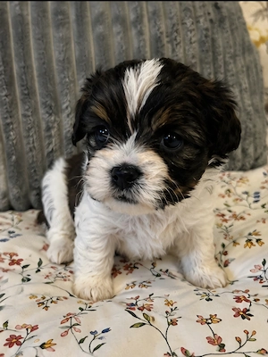 Pui bichon de vanzare  - imagine 2