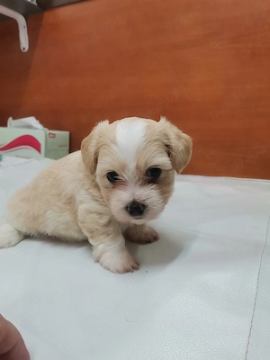 Pui bichon de vanzare 
