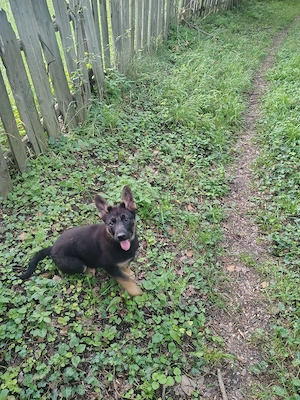 Ciobanesc german negru și bicolor 
