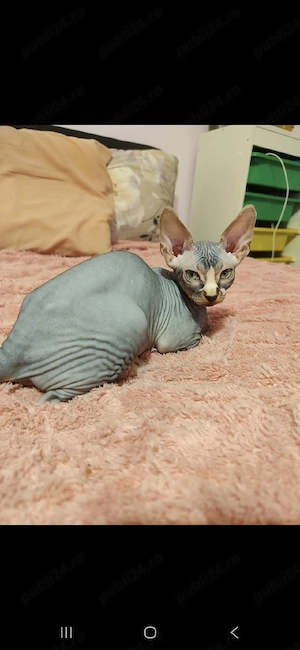 Pui Sphynx, născuți 17.03, deparazitați