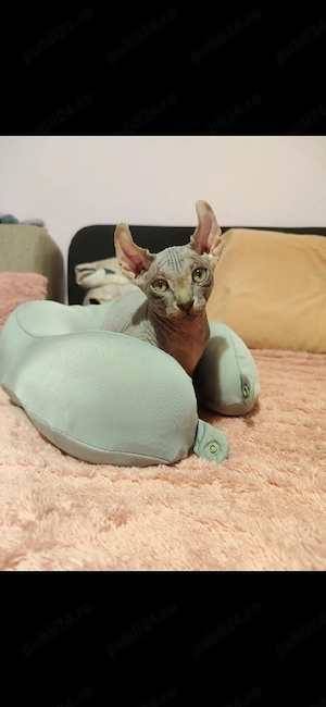 Pui Sphynx, născuți 17.03, deparazitați - imagine 3