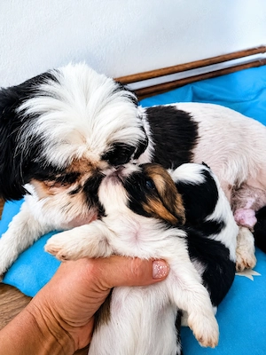Fetițe Shih-tzu își caută o noua căsuța  - imagine 3