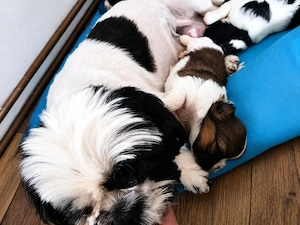 Fetițe Shih-tzu își caută o noua căsuța  - imagine 4
