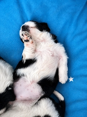Fetițe Shih-tzu își caută o noua căsuța  - imagine 2