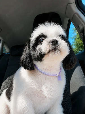 Fetițe Shih-tzu își caută o noua căsuța  - imagine 5