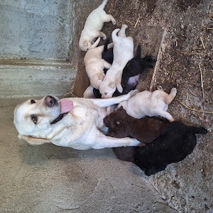 Labrador de vânzare.  - imagine 4